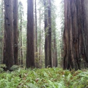 Meet your Posher, Rachael